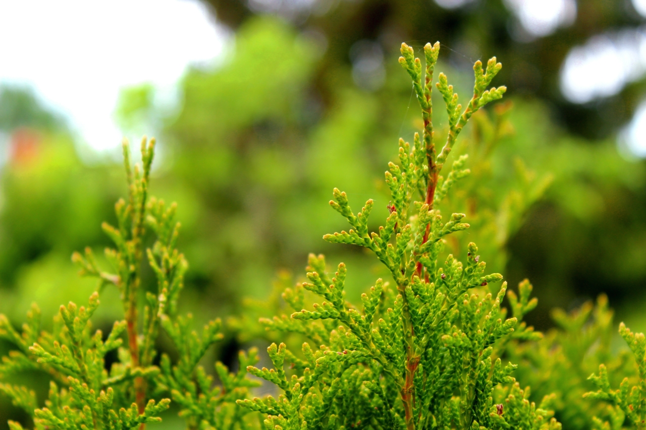 Thuja